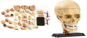 31片9cm顱內神經及頭蓋骨解剖模型