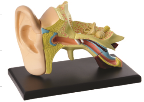 14片7.7cm耳解剖模型