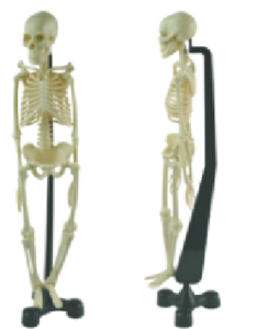 46CM迷你人體骨骼模型