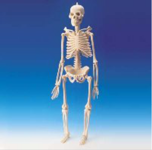 46cm迷你人體骨骼模型